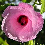 Sleepy Hibiscus (Hibiscus furcellatus) (8058834522).jpg