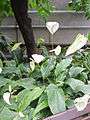 Spathiphyllum cochlearispathum1.jpg