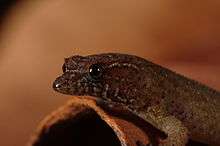 Close-up left profile of a Virgin Islands dwarf sphaero