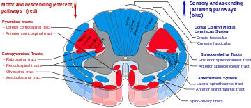 Drawing of cross-section of the spinal cord