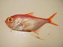 Splendid alfonsino ( Beryx splendens ).jpg