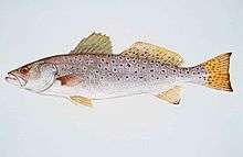 Spotted seatrout fish cynoscion nebulosus.jpg