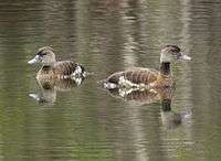 Spotted whistling-duck lockhart08.JPG