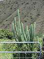 Starr 070320-5797 Echinopsis pachanoi.jpg