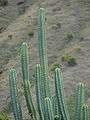 Starr 070320-5798 Echinopsis pachanoi.jpg