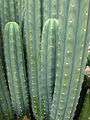 Starr 070320-5800 Echinopsis pachanoi.jpg