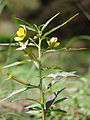 Starr 070413-6937 Ludwigia octovalvis.jpg