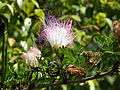 Starr 071024-0459 Calliandra surinamensis.jpg