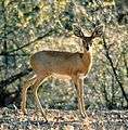 Steenbok Namibia.jpg