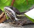 Striped basilisk lizard.jpg