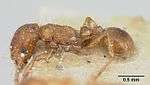 Strongylognathus testaceus casent0103241 profile 1.jpg