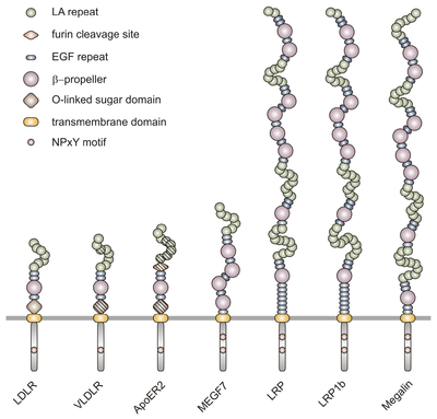 A representation of the structural differences of the LDL receptor family.