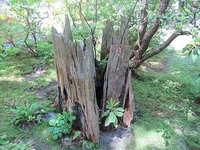 Stump in Japanese garden.jpg