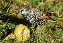 Starling eating fruit