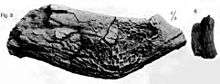 Photo of dinosaur jawbone and tooth