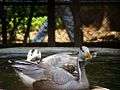 Swan Patna Zoo.JPG