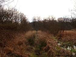 Vague straight track through boggy brush-covered ground.