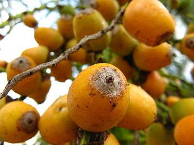 Syagrus romanzoffiana Fruit.jpg