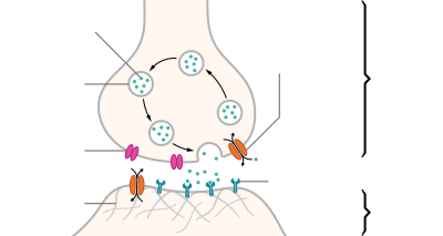 An illustrated chemical synapse