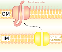 Type V Secretion system