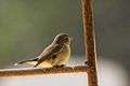 Taiga flycatcher (Sanjay Gandhi Biological Park).jpg