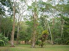 A flat grassy area dotted with widely spaced trees. A wide stairway can just be glimpsed between the vegetation.