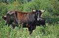 Taurus cattle Lippeaue6.JPG