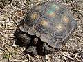 Texas Tortoise Beeville TX June 2011.jpg