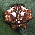 Thelacantha brevispina female 4 - Tanikawa.jpg