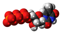 Space-filling model of the thymidine triphosphate molecule, 4- negative charge