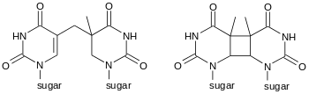 Photodimers