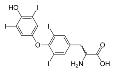 Molecular structure of the thyroxine molecule