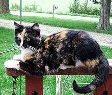 A cat with patches of orange and black fur.