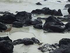 Birds in the water at Tortuga Bay