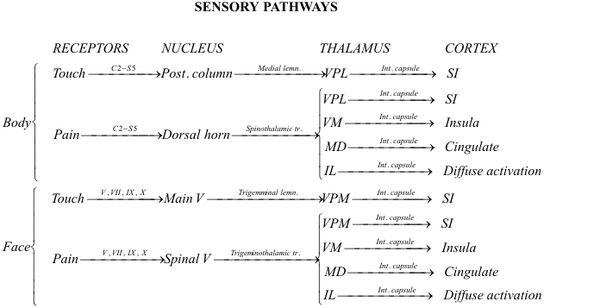 Text-and-line diagram of sensory-nerve pathways