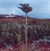 A small tree with large leaves