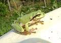 Tree frog in Romania.JPG