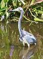 Tricolored Heron JCB.jpg