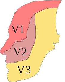 Profile of the head, with the three sub-nerves color-coded