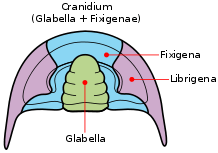 Labeled diagram of major parts of the cephalon