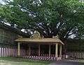 Truvalangadu temple tree.jpg