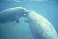 Two west Indian manatee trichechus manatus nuzzling noses together.jpg