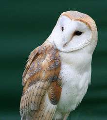 Owl, looking to the viewer's left, on a green background.