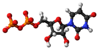 Ball-and-stick model of the UDP molecule as an anion