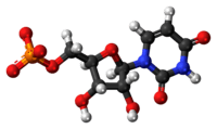 Ball-and-stick model of the UMP molecule as an anion