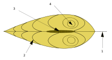 Main parts of a bivalve shell