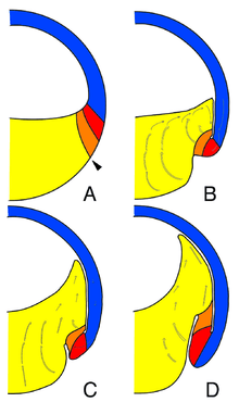 A cartoon of vegetal rotation movements.