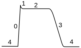 Plot of membrane potential versus time. The initial resting phase (region 4) is negative and constant flowed by sharp rise (0) to a peak (1).  The plateau phase (2) is slightly below the peak. The plateau phase is followed by a fairly rapid return (3) back to the resting potential (4).