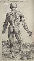 Vesalius Fabrica p194.jpg