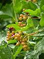 Viburnum sargentii (Caprifoliaceae) berries.JPG